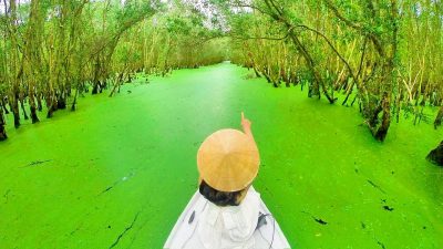 An Giang - Rừng Tràm trà Sư