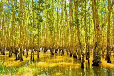 Hậu Giang - Khu Rừng Tràm Vị Thủy