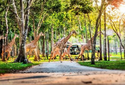 Kiên Giang - Phú Quốc Safari